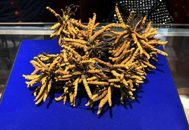 青海冬虫夏草产量居全国之首 潜在经济价值可观