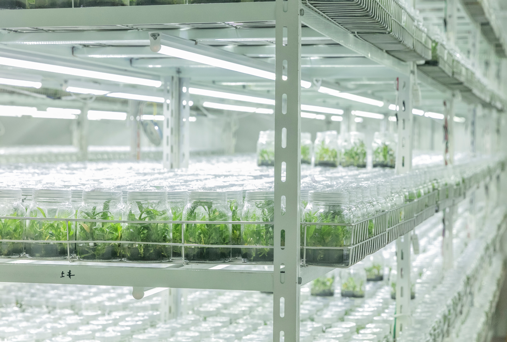 严把品质，大德康元走进灵芝石斛原产地