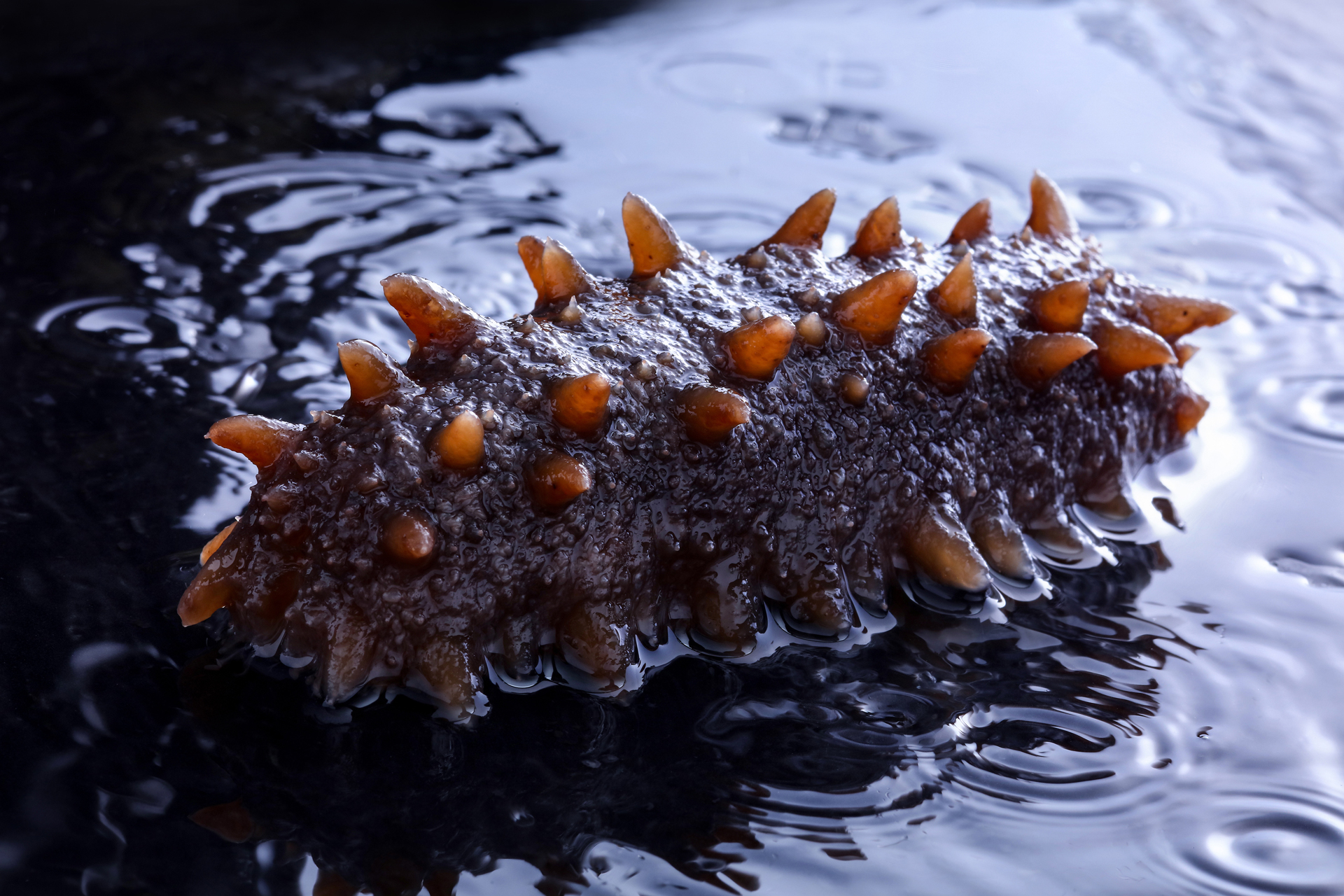 干海参怎么吃好